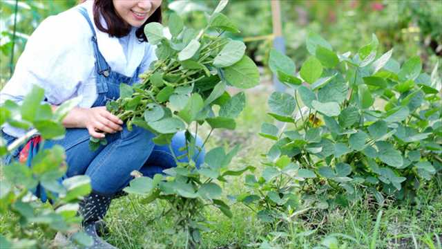 農業女子　空調風神服